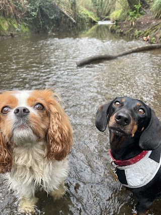 Four Paws Trek and Train