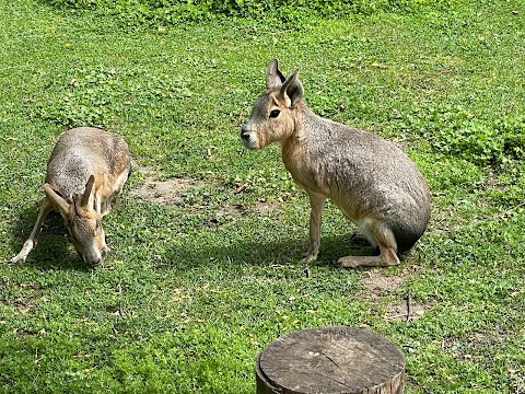 Shepreth Wildlife Park