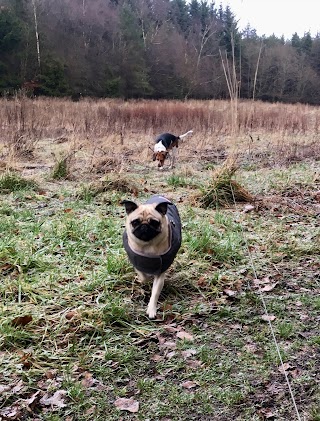 Jane’s Dog Walking