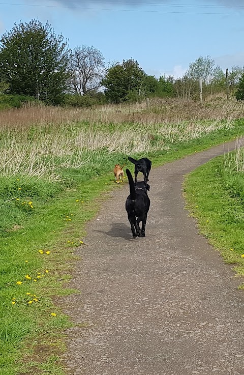 Dianne's Dogs