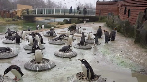 Edinburgh Zoo