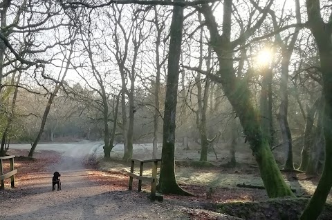 New Forest Spaniel Adventures