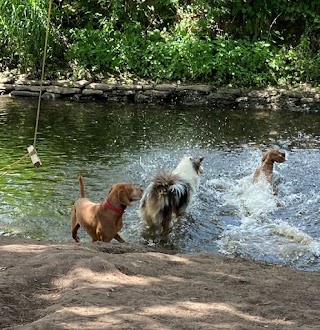 Buddies N Walkies