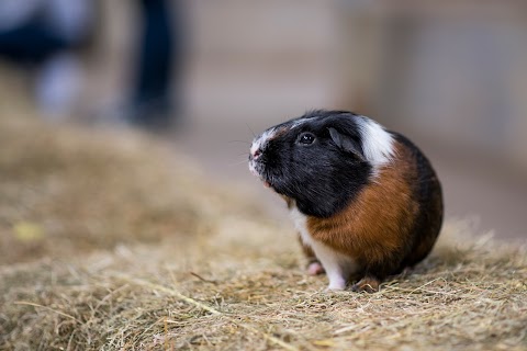 Hesketh Farm Park