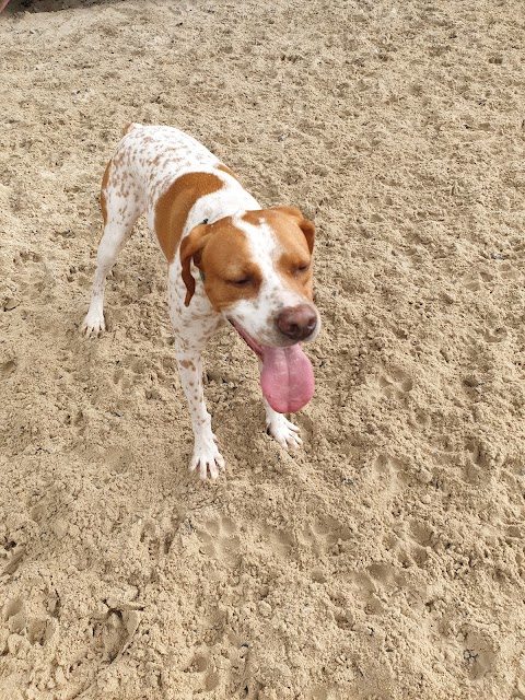 Foxhills Boarding Kennels