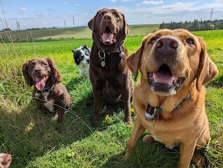 Campbells Walkies - Dog Walker in Musselburgh & East Lothian