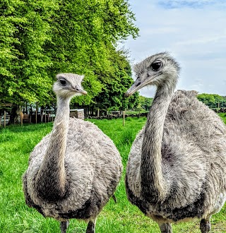 Mayfield Alpacas Animal Park