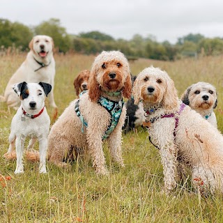 Happy Hounds Coventry Dog Walking and Day Care