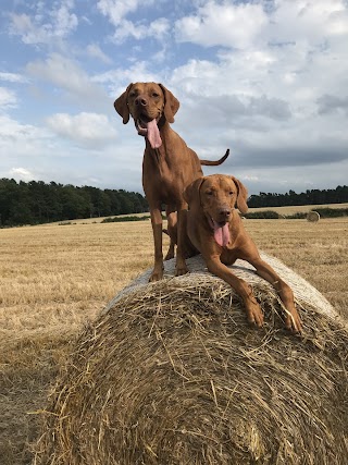 Wooftastic Walks