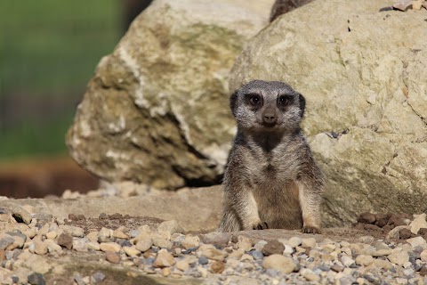 Askham Bryan Wildlife & Conservation Park