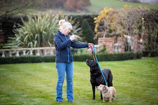 Sue's Dog Walking - Tamworth & Swadlingcote