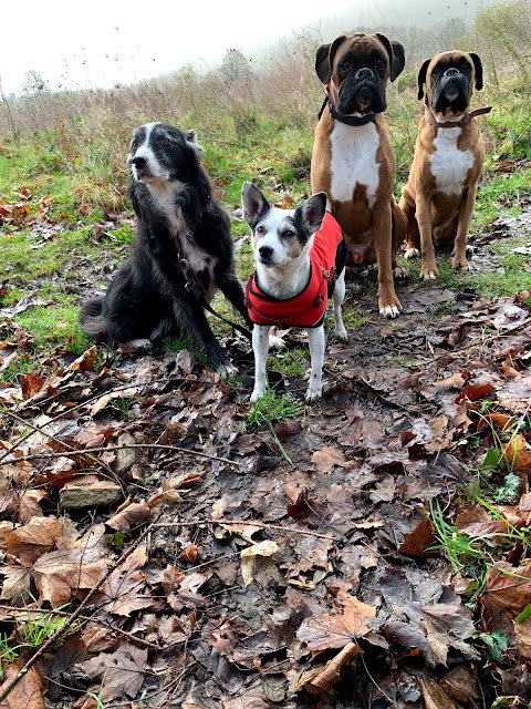 Pontcanna Dog Walking