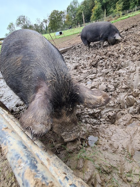 Bucklebury Farm & Deer Safari Park