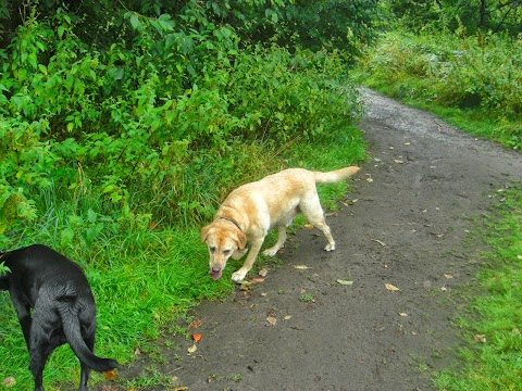 Dog walker Timperley @pauls-pet-services.co.uk