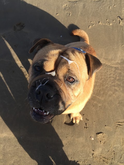 Canine Kindergarten Alsager