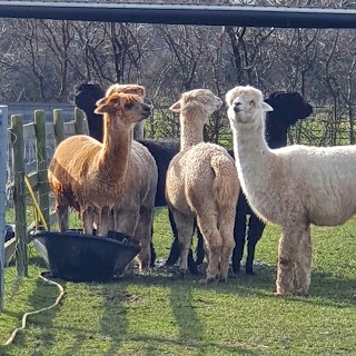 Marshland Alpacas Campsite