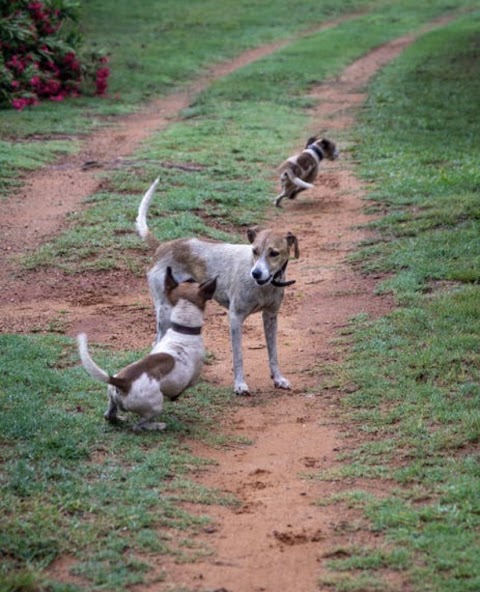 Greendale Dog Vacation