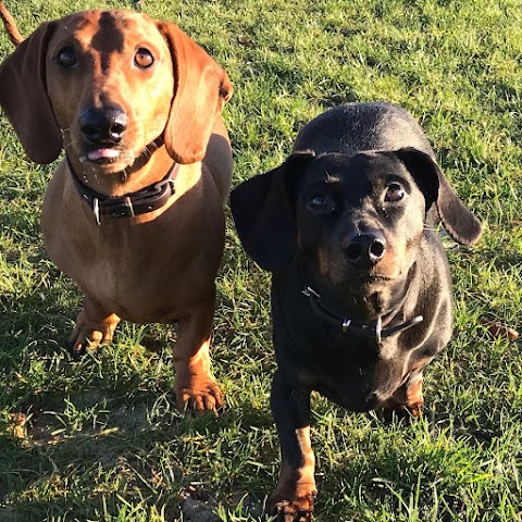 Happy Hounds Glasgow