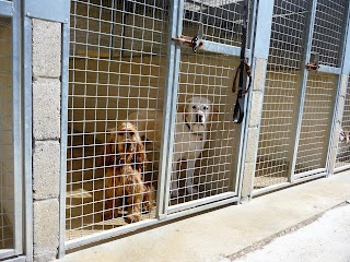 Orchard Boarding Kennels & Cattery