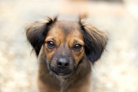 PARK YOUR PAWS BOARDING KENNELS