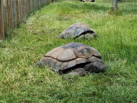 Twycross Zoo