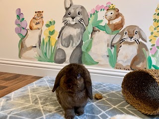 Country Bunkins - Luxury Bunny Boarding & Pet Sitting