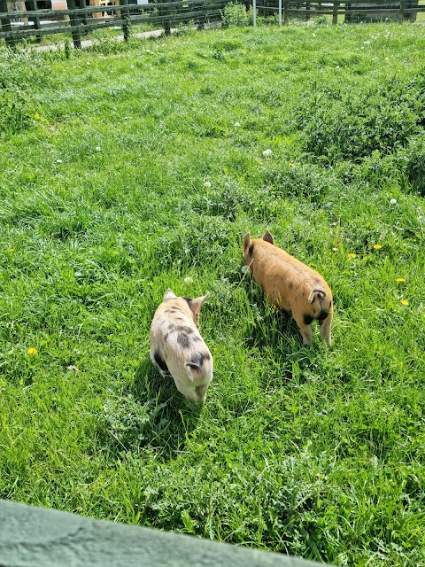 Stonebridge City Farm