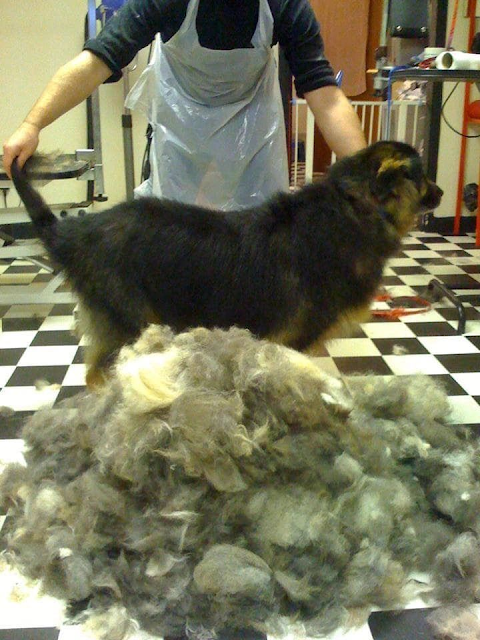 Absolutely Barking Dog Grooming Studio