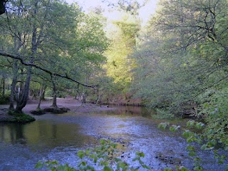 National Trust - Plymbridge Woods