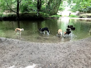 Pawsonal Dog Walker & Trainer