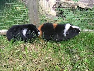 NKALKA Bunny & Guinea Pig Hotel