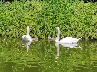 Bedford Park pond