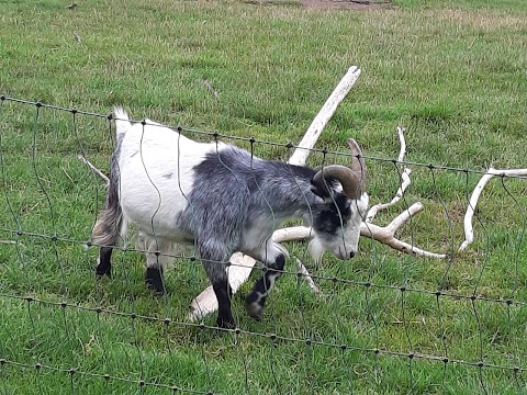 Reindeer Park