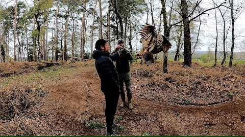 Forest Falconry