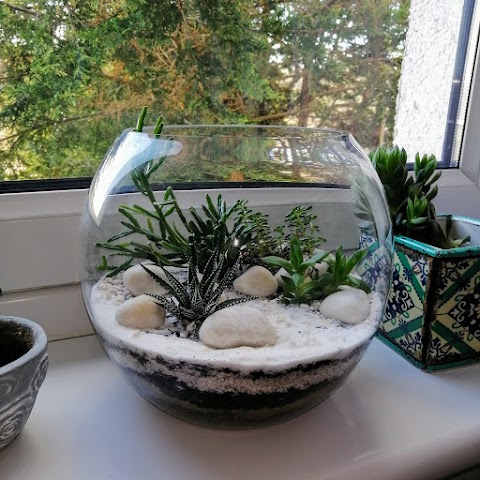 My Eco Plants