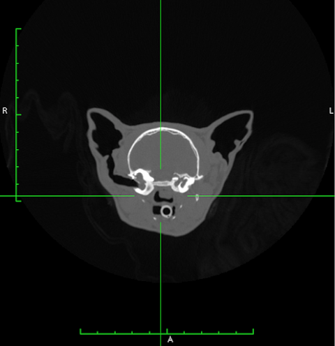 Brighton Veterinary Referrals