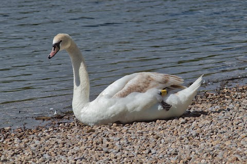 Lakeside Lake