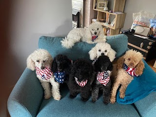 Poodles & Pals Dog Grooming