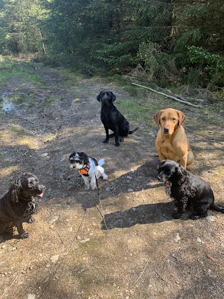 Happy Hounds