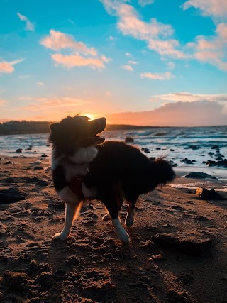 Sunshine On Leads