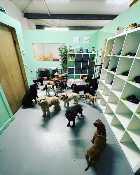 Winstons Doggy Day Care Leith