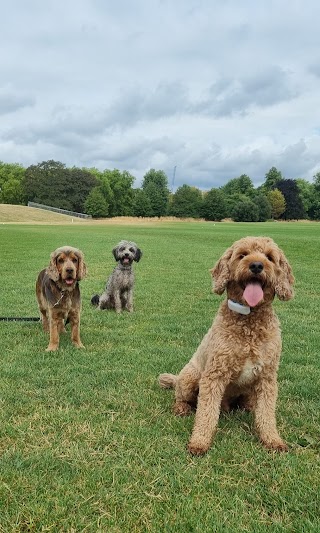 Dog Shepherds London - Dog Walking & Daycare