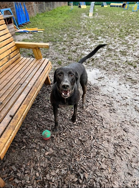 Hounds & Bounds Paws Paddock secure dog field