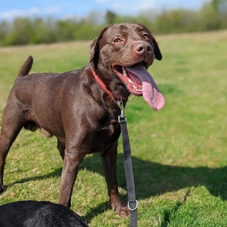 The Woof Pack Dog Walking Service