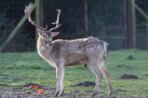 Weald Country Park