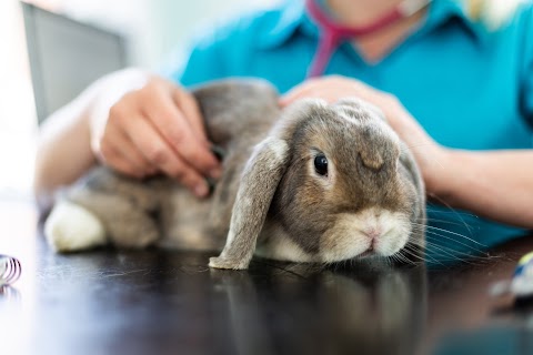 St George's Vets Hospital