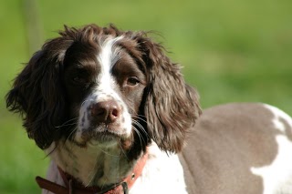 WAG's Mucky Pups: Dog boarding and grooming