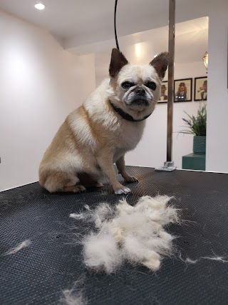 The Dog's Barber