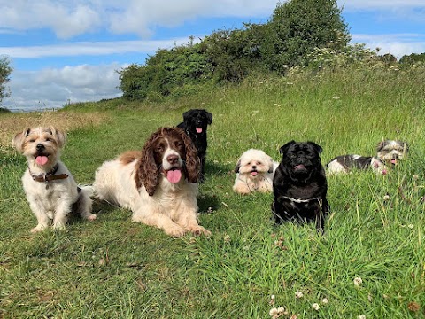 Happy Hounds Coventry Dog Walking and Day Care