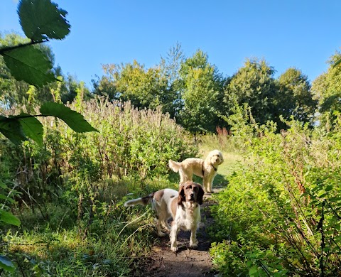 SUNNYDAYS DOG WALKING AND PET SITTING